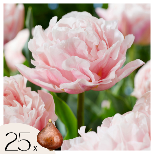 Tulipe - Set de 25 - Tulipa 'Dreamer' - Bulbes à fleurs - Rose