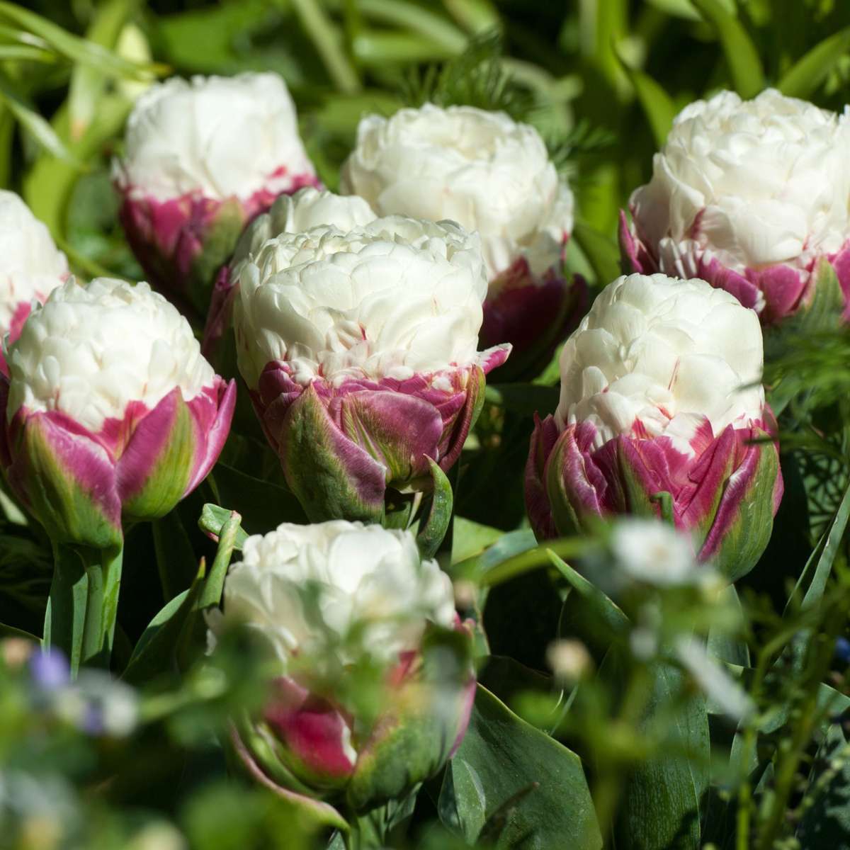 Tulipe - Set de 20 - Tulipa 'Ice Cream' - Bulbes à fleurs - Violet - TD Plantz