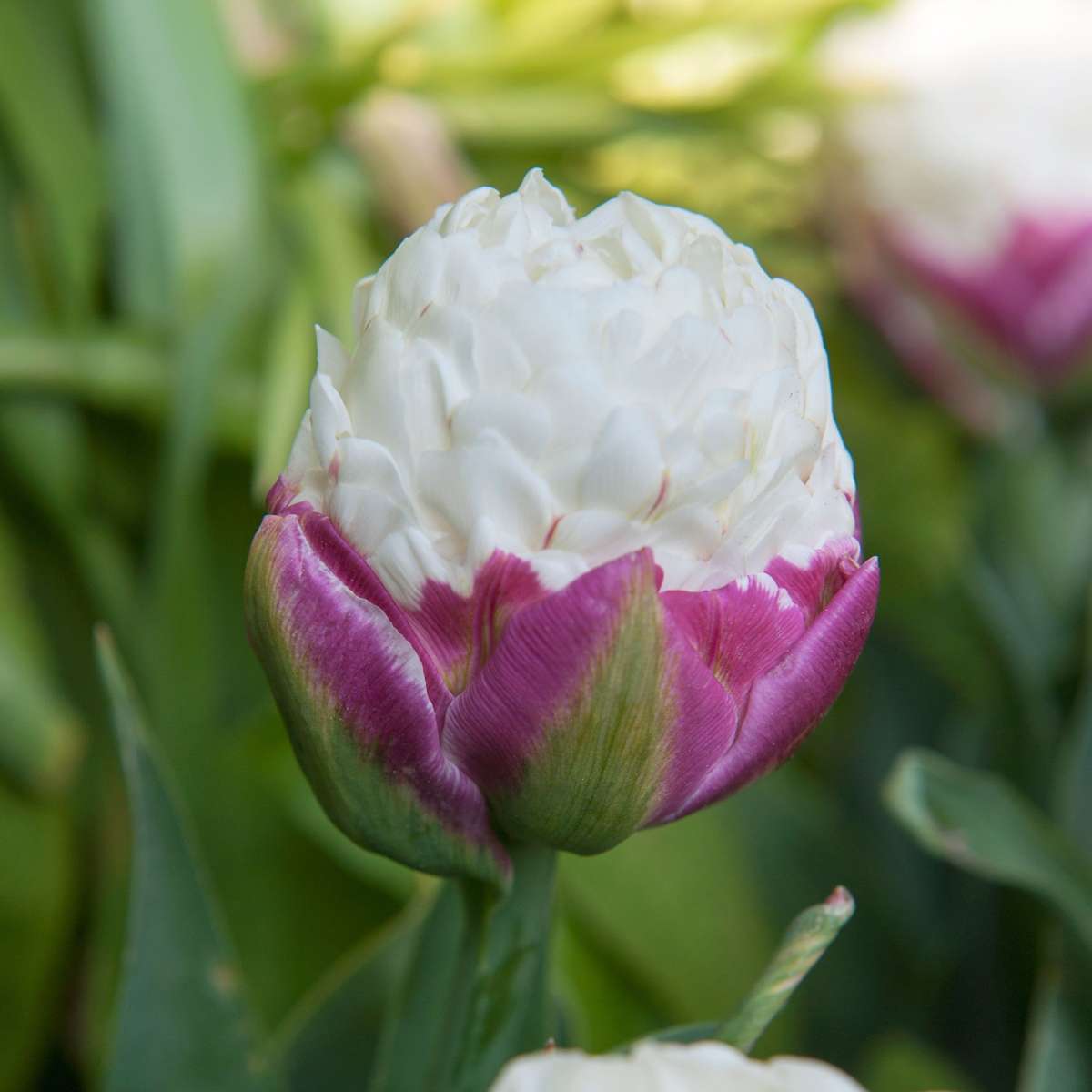 Tulipe - Set de 20 - Tulipa 'Ice Cream' - Bulbes à fleurs - Violet - TD Plantz
