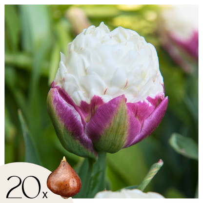 Tulipe - Set de 20 - Tulipa 'Ice Cream' - Bulbes à fleurs - Violet - TD Plantz