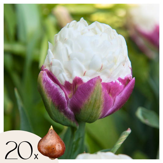 Tulip bulbs - 20 pcs. - Tulipa 'Ice Cream' - Flower Bulbs - Purple