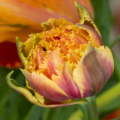 Tulipe - Set de 10 - Tulipa 'Brisbane' - Bulbes à fleurs - Rose