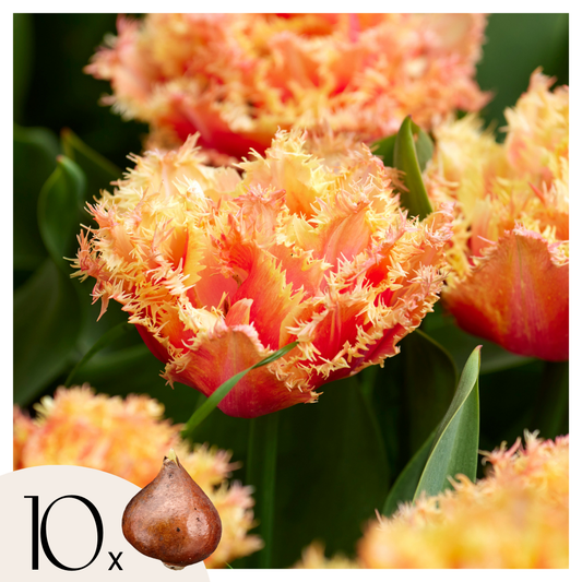 Tulipe - Set de 10 - Tulipa 'Brisbane' - Bulbes à fleurs - Rose