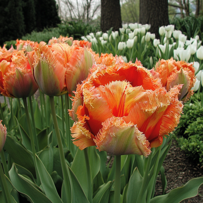 Tulipe - Set de 15 - Tulipa 'Brisbane' - Bulbes à fleurs - Rose