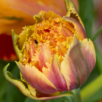 Tulipe - Set de 15 - Tulipa 'Brisbane' - Bulbes à fleurs - Rose