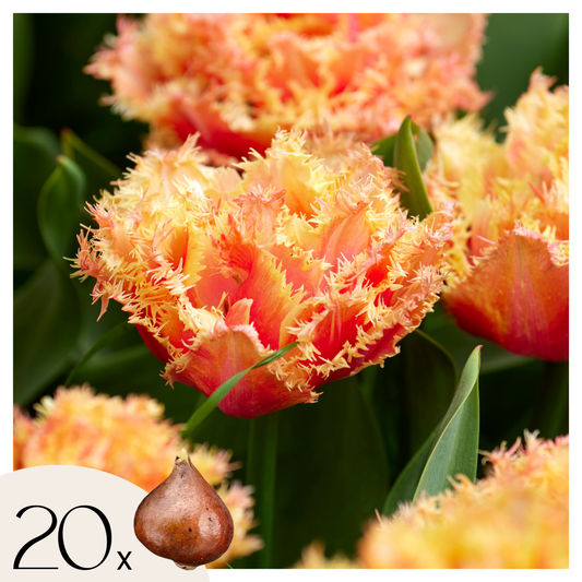 Tulip bulbs - 20 pcs. - Tulipa 'Brisbane' - Flower Bulbs - Pink