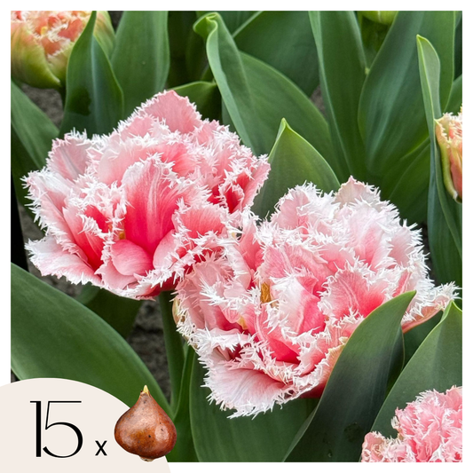 Tulipe - Set de 15 - Tulipa 'Queensland' - Bulbes à fleurs - Rose