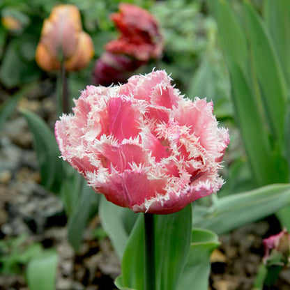 Tulipe - Set de 20 - Tulipa 'Queensland' - Bulbes à fleurs - Rose
