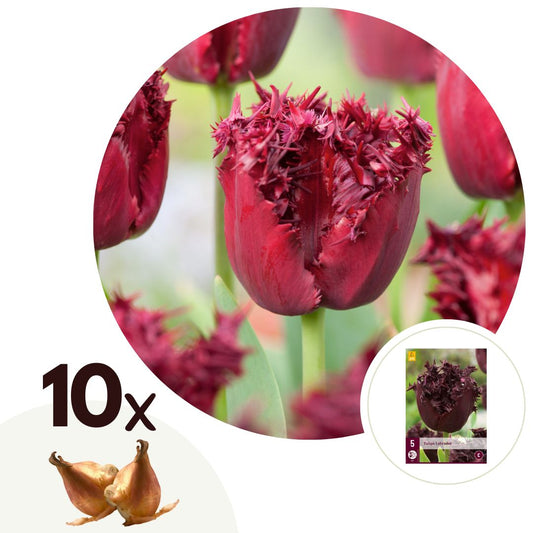 Tulip bulbs - 10 pcs. - Tulipa 'Labrador' - Flower Bulbs - Purple