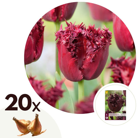 Tulip bulbs - 20 pcs. - Tulipa 'Labrador' - Flower Bulbs - Purple