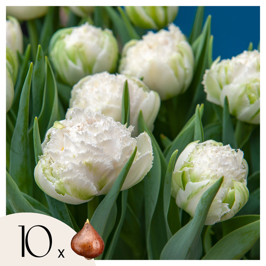 Tulipe - Set de 10 - Tulipa 'Snow Crystal' - Bulbes à fleurs - Blanc - TD Plantz