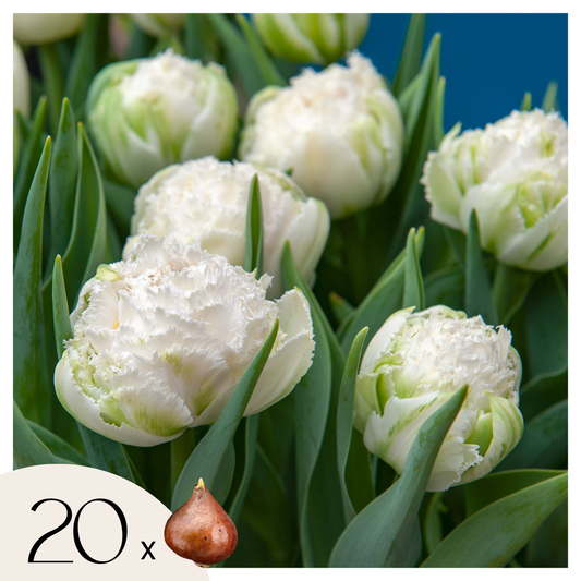 Tulipe - Set de 20 - Tulipa 'Snow Crystal' - Bulbes à fleurs - Blanc