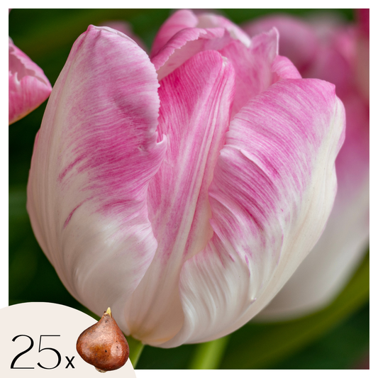 Tulipe - Set de 25 - Tulipa 'Cabanna' - Bulbes à fleurs - Rose