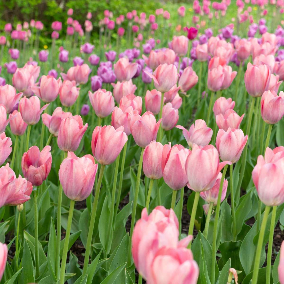 Tulipe - Set de 25 - Tulipa 'Cabanna' - Bulbes à fleurs - Rose