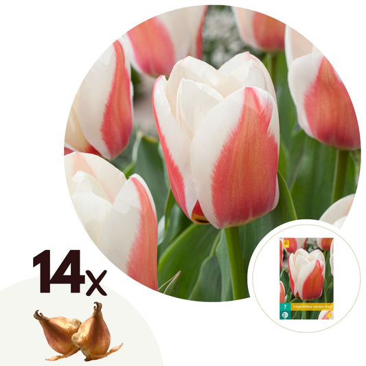Tulip bulbs - 14 pcs. - Tulipa 'Willem vd Akker' - Flower Bulbs - Pink