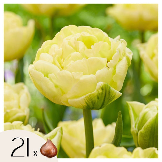 Tulipe - Set de 21 - Tulipa 'Avant Garde' - Bulbes à fleurs - Jaune