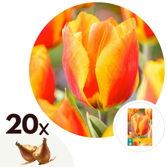 Tulip bulbs - 20 pcs. - Tulipa 'Flair' - Flower Bulbs - White