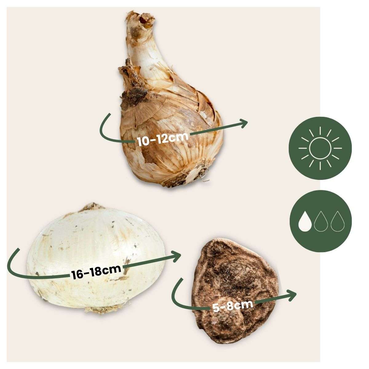 Bulbes - 35 pièces - Coffret Sunny Garden - Anémone, Allium, Narcisse