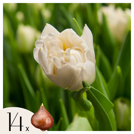 Tulipe - Set de 14 - Tulipa 'Northcap' - Bulbes à fleurs - Jaune - TD Plantz