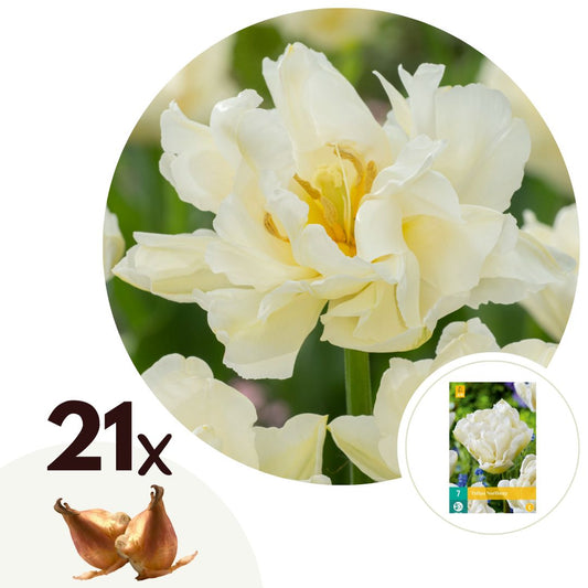 Tulipe - Set de 21 - Tulipa 'Northcap' - Bulbes à fleurs - Jaune - TD Plantz