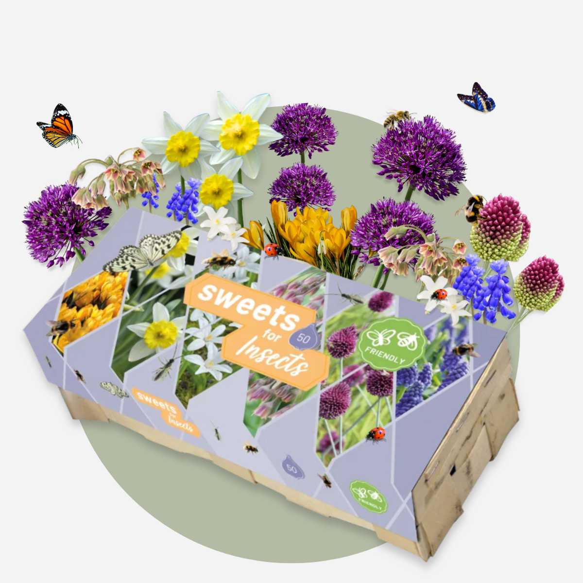 Bulbes à fleurs pour insectes - Mélange de 50 - Attire abeilles & papillons