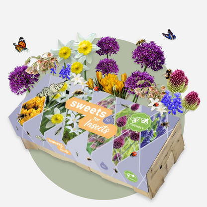 Bulbes à fleurs pour insectes - Mélange de 50 - Attire abeilles & papillons