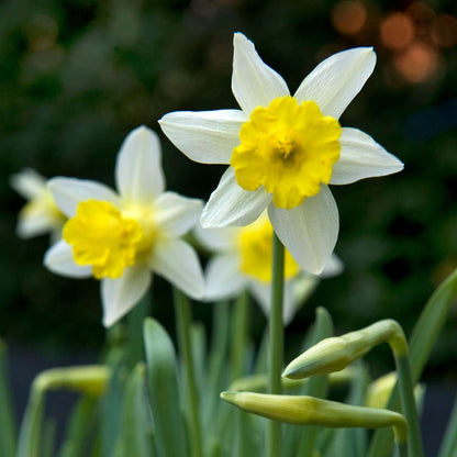 Bulbes à fleurs pour insectes - Mélange de 50 - Attire abeilles & papillons