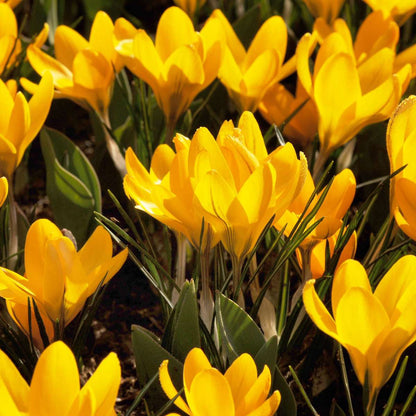 Bulbes à fleurs pour insectes - Mélange de 50 - Attire abeilles & papillons