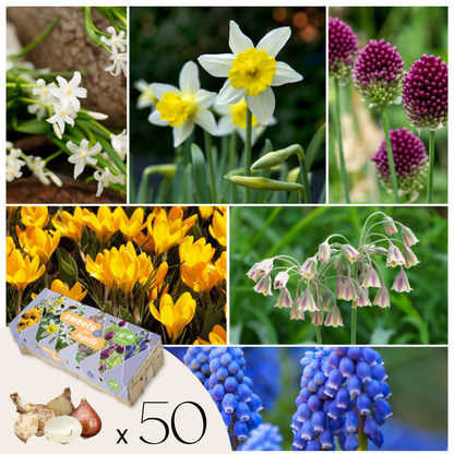Bulbes à fleurs pour insectes - Mélange de 50 - Attire abeilles & papillons