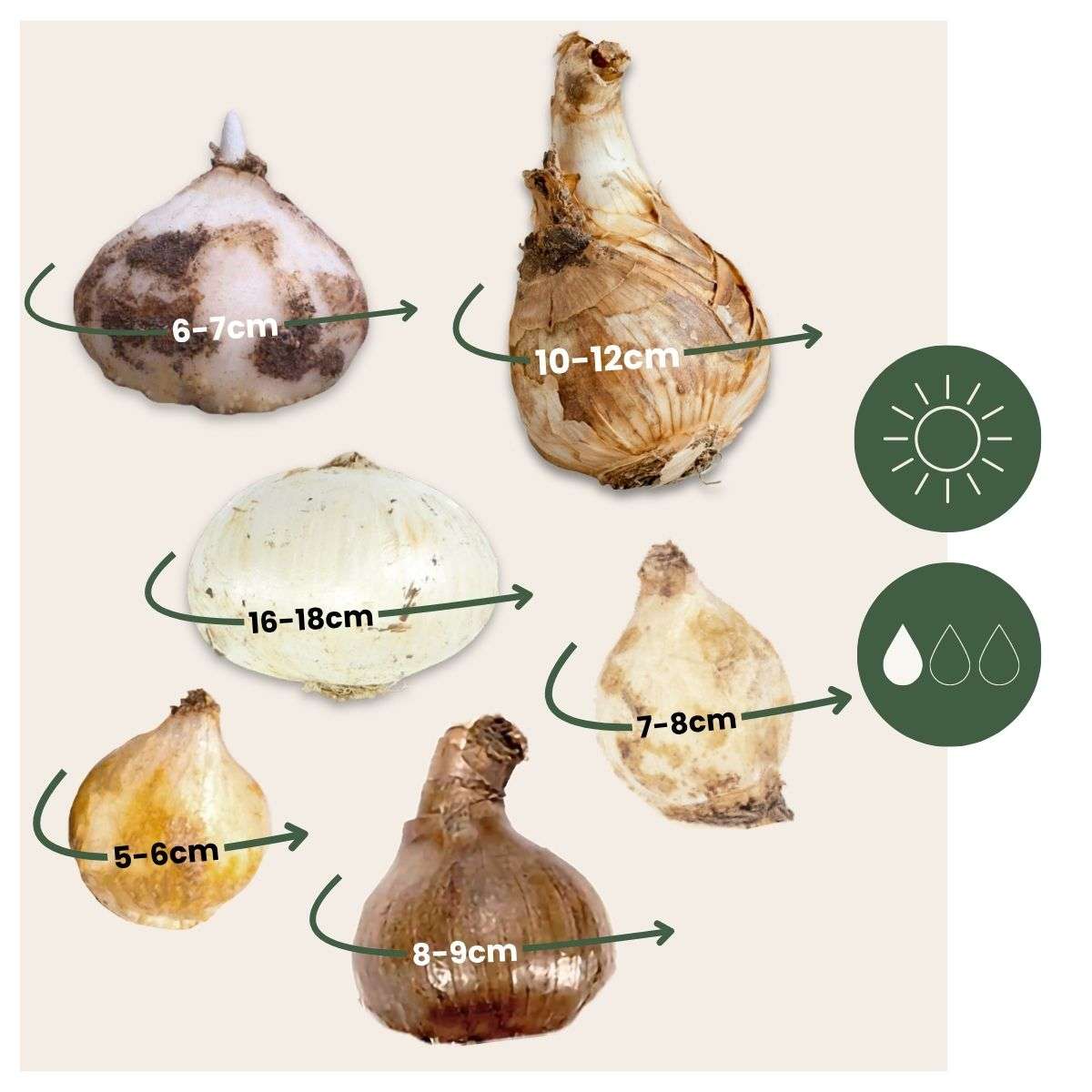 Bulbes à fleurs pour insectes - Mélange de 50 - Attire abeilles & papillons