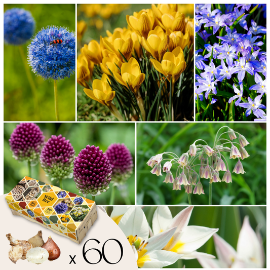 Wild Bee Hotel Box - 60 bulbs - Bee hotel building guide - Hardy for winter
