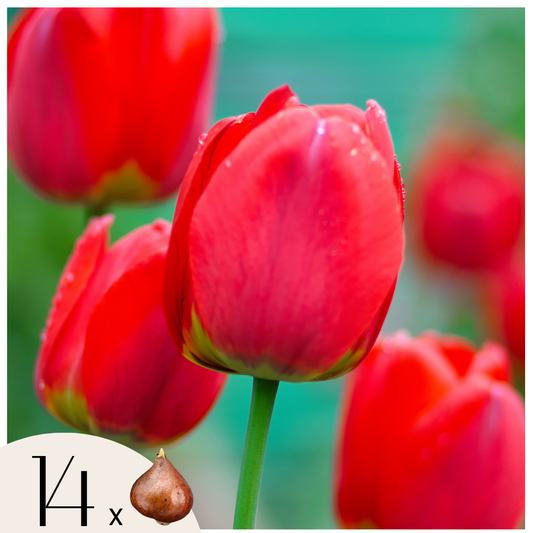 Tulip bulbs - 14 pcs. - Tulipa 'Red Impression' - Flower Bulbs - Red