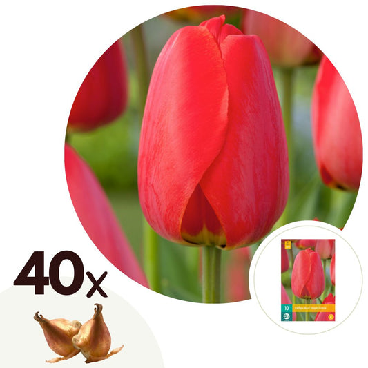 Tulip bulbs - 40 pcs. - Tulipa 'Red Impression' - Flower Bulbs - Red
