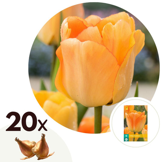 Tulip bulbs - 20 pcs. - Tulipa 'Daydream' - Flower Bulbs - Orange