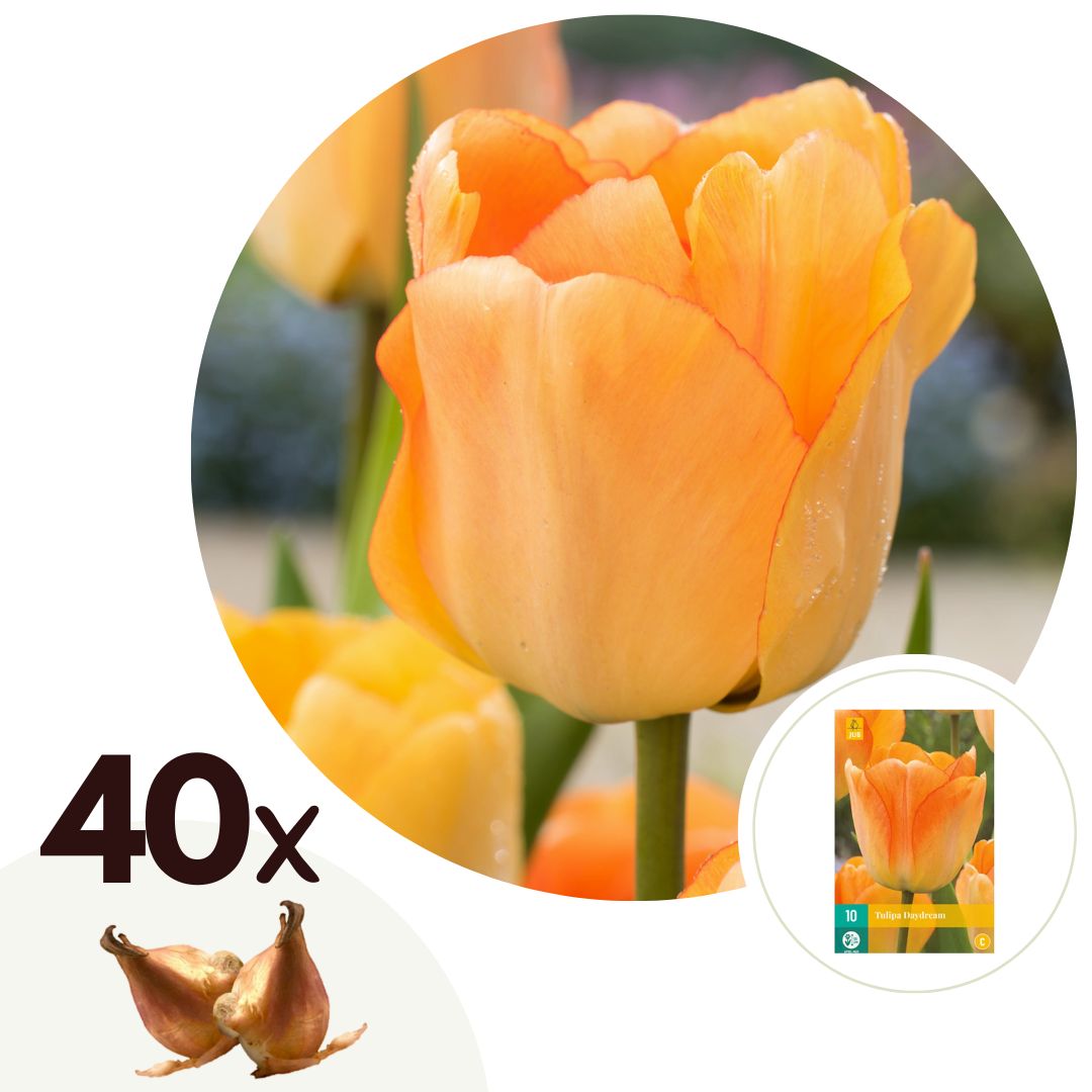 Tulip bulbs - 40 pcs. - Tulipa 'Daydream' - Flower Bulbs - Orange