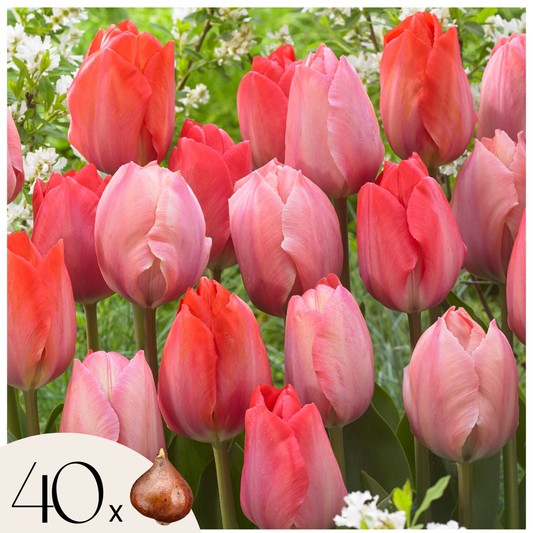 Tulip bulbs - 40 pcs. - Tulipa 'Salmon', 'Van Eijk' - Flower Bulbs - Red