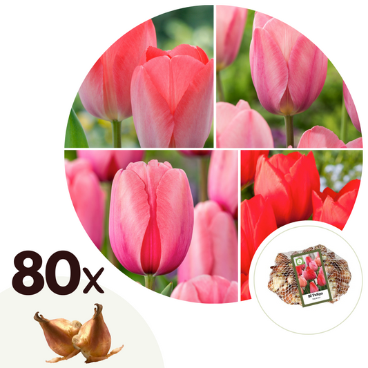 Tulip bulbs - 80 pcs. - Tulipa 'Salmon', 'Van Eijk' - Flower Bulbs - Red