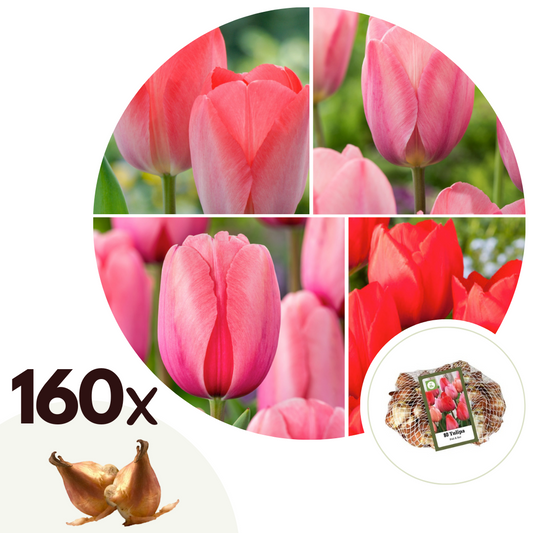 Tulipe - Set de 160 - Tulipa 'Salmon', 'Van Eijk' - Bulbes à fleurs - Rouge