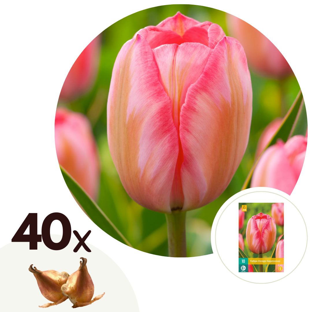 Tulip bulbs - 40 pcs. - Tulipa 'Design Impression' - Flower Bulbs - Pink