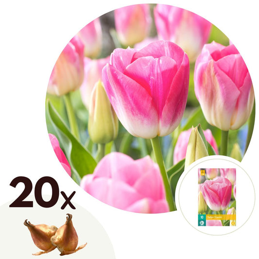 Tulip bulbs - 20 pcs. - Tulipa 'Dynasty' - Flower Bulbs - Pink