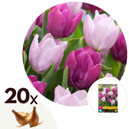 Tulip bulbs - 20 pcs. - Tulipa 'Prince Mix' - Flower Bulbs - Purple