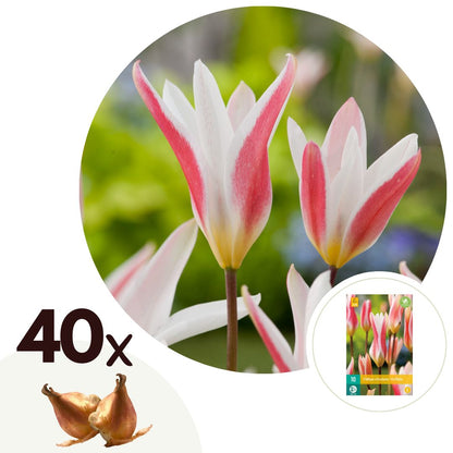 Tulip bulbs - 40 pcs. - Tulipa 'Clusiana Stellata' - Flower Bulbs - Red