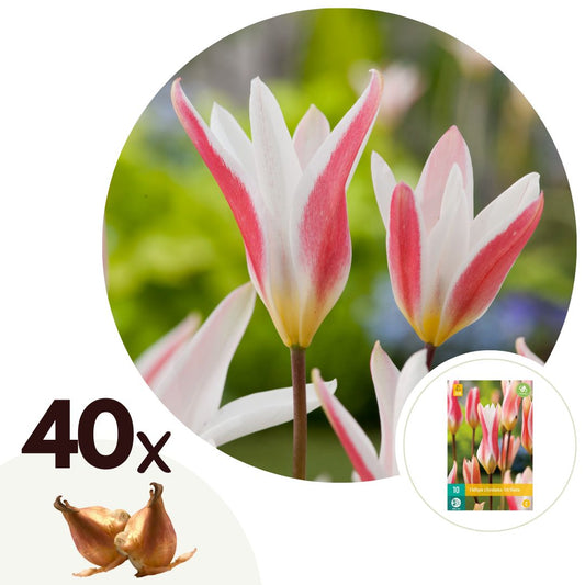Tulip bulbs - 40 pcs. - Tulipa 'Clusiana Stellata' - Flower Bulbs - Red