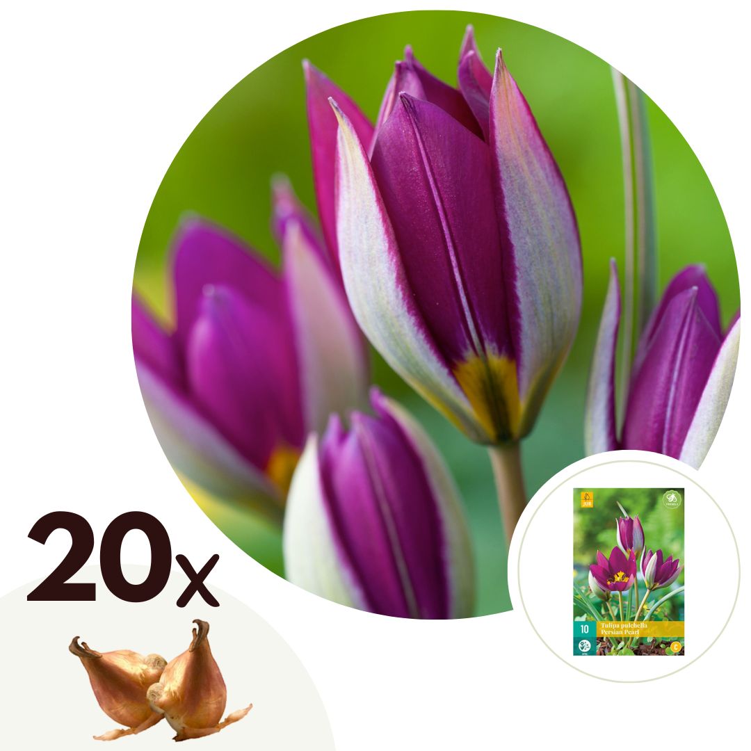 Tulip bulbs - 20 pcs. - Tulipa 'Pulchelle Persian Pearl' - Flower Bulbs - Purple