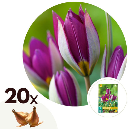 Tulip bulbs - 20 pcs. - Tulipa 'Pulchelle Persian Pearl' - Flower Bulbs - Purple