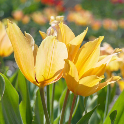 Tulipe - Set de 40 - Tulipa 'Prastants Shogun' - Bulbes à fleurs - Orange