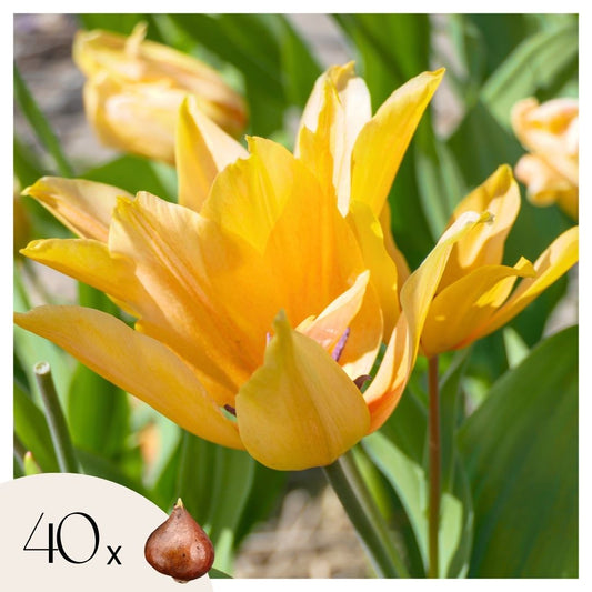 Tulipe - Set de 40 - Tulipa 'Prastants Shogun' - Bulbes à fleurs - Orange