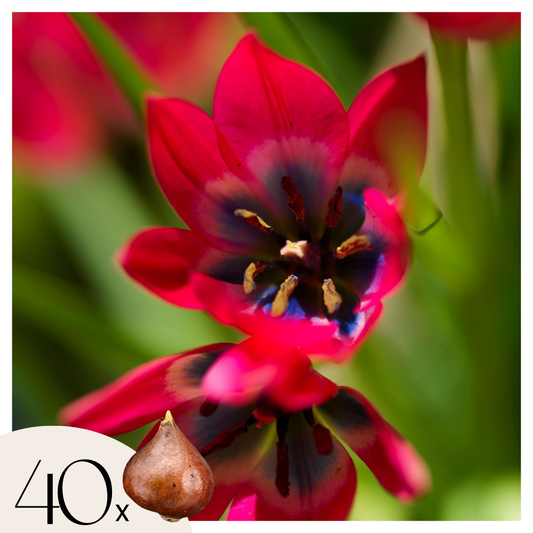 Tulipe - Set de 40 - Tulipa 'Little Beauty' - Bulbes à fleurs - Rouge