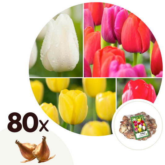 Tulip bulbs - 80 pcs. - Tulipa 'Triumph Mix' - Flower Bulbs