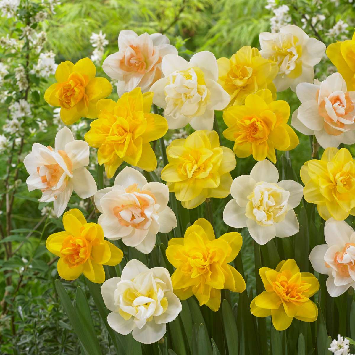 Daffodil bulbs - 10 pcs. - Narcissus 'Double Mix' - Flower Bulbs